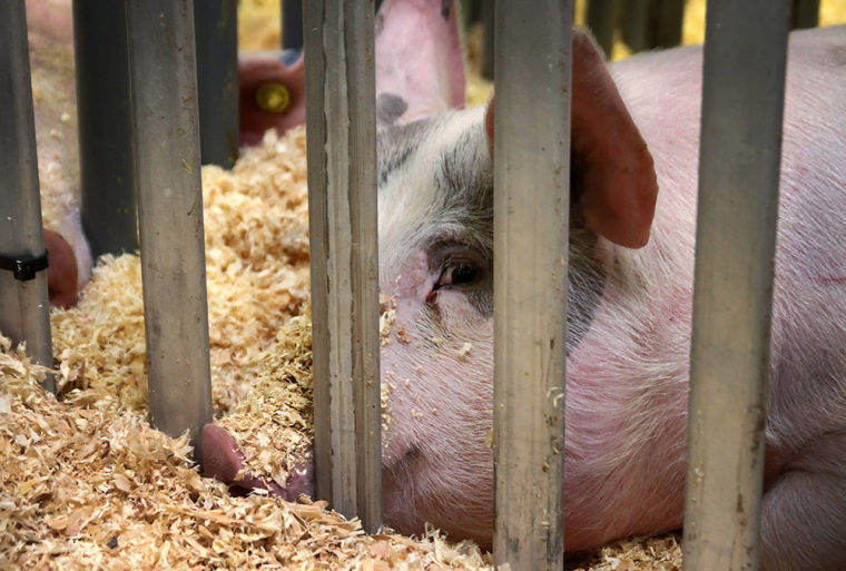 Bell County Youth Fair